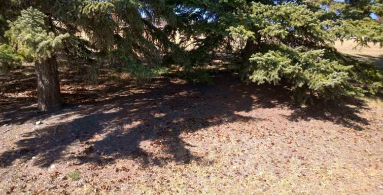 Spruce & Pine Trees Do Not Acidify Soil