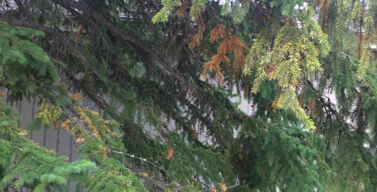 Evergreens Dropping Needles In The Fall